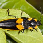 Click Beetle (Semiotus formosus)