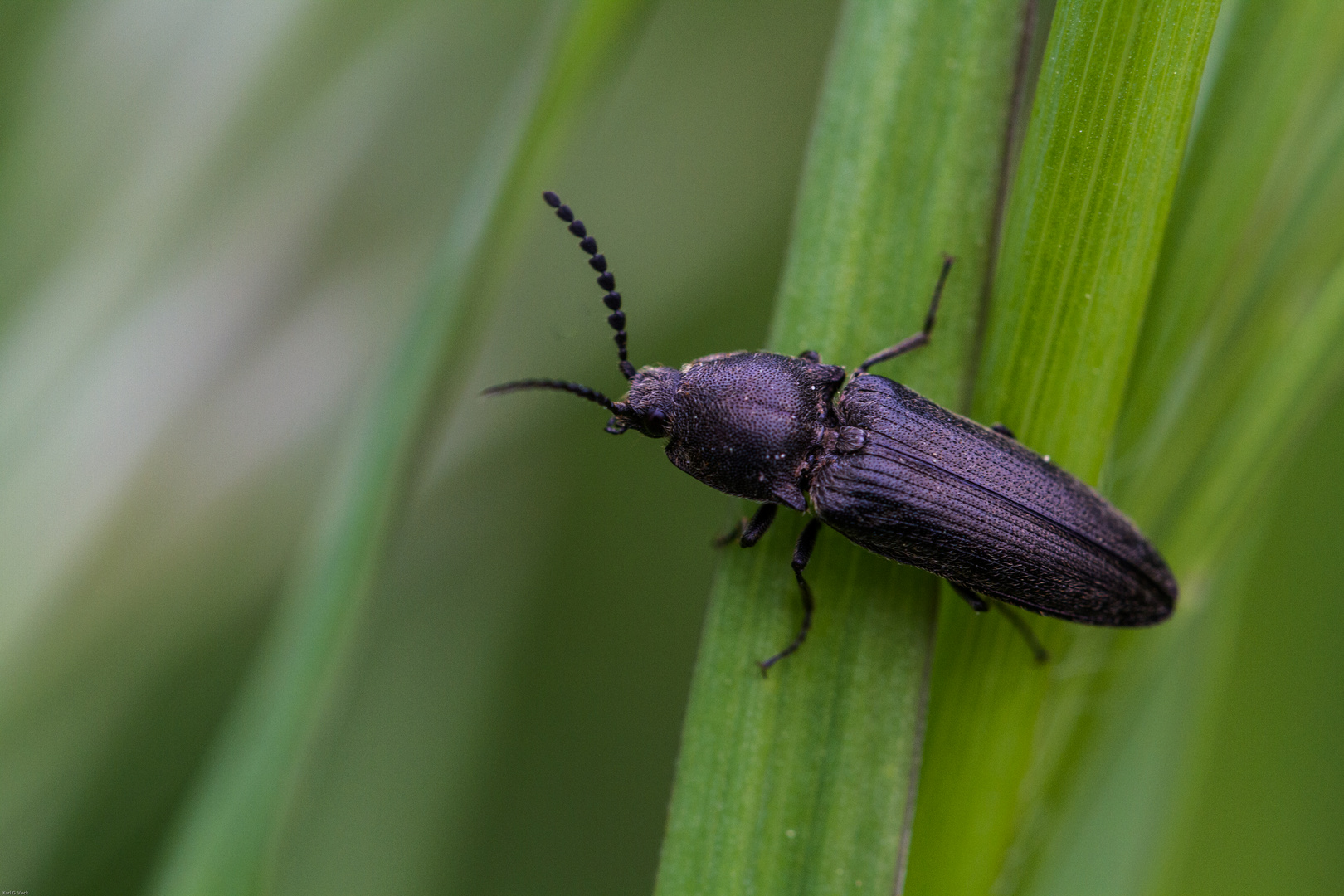 Click beetle werden