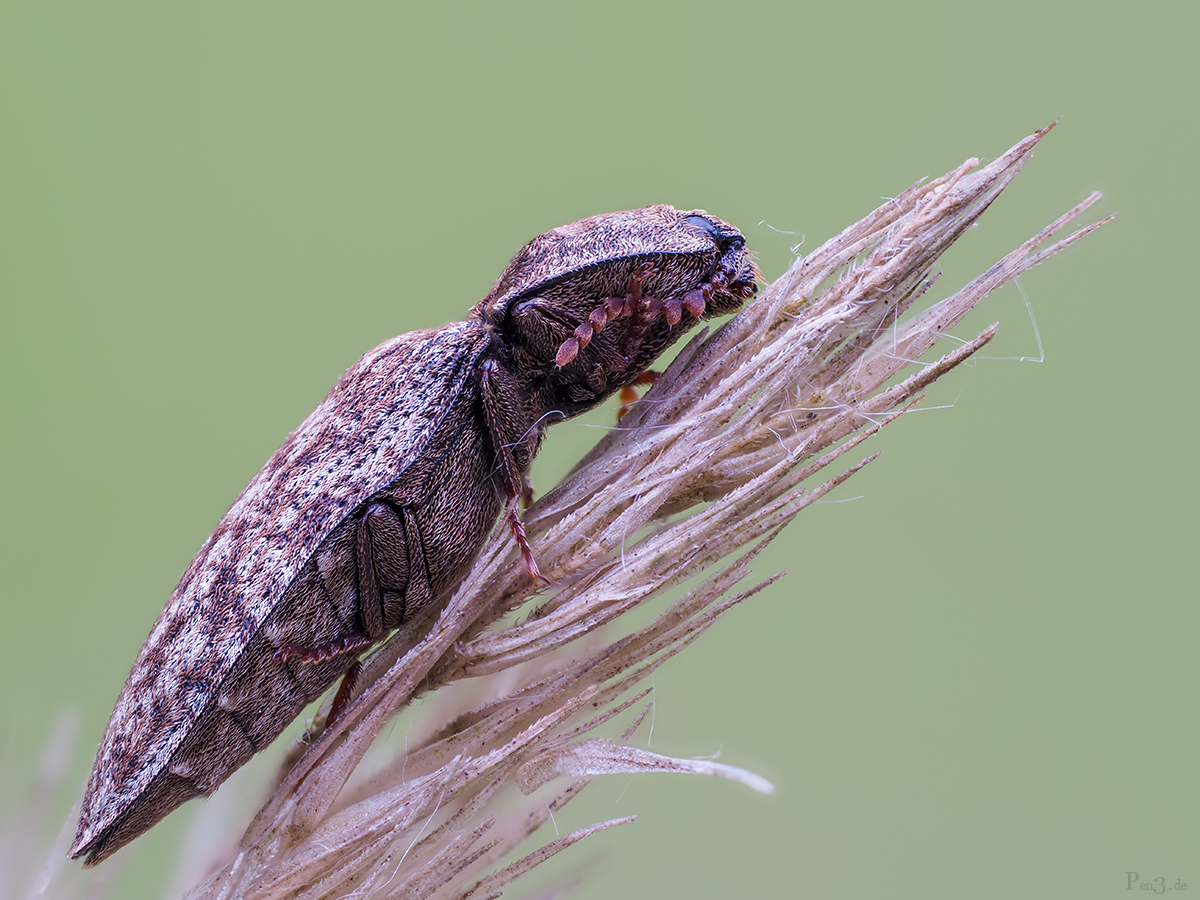 Click Beetles