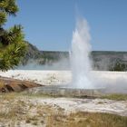 Cliff Geyser im Black Sand Basin...