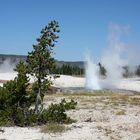 Cliff Geyser im Black Sand Basin...