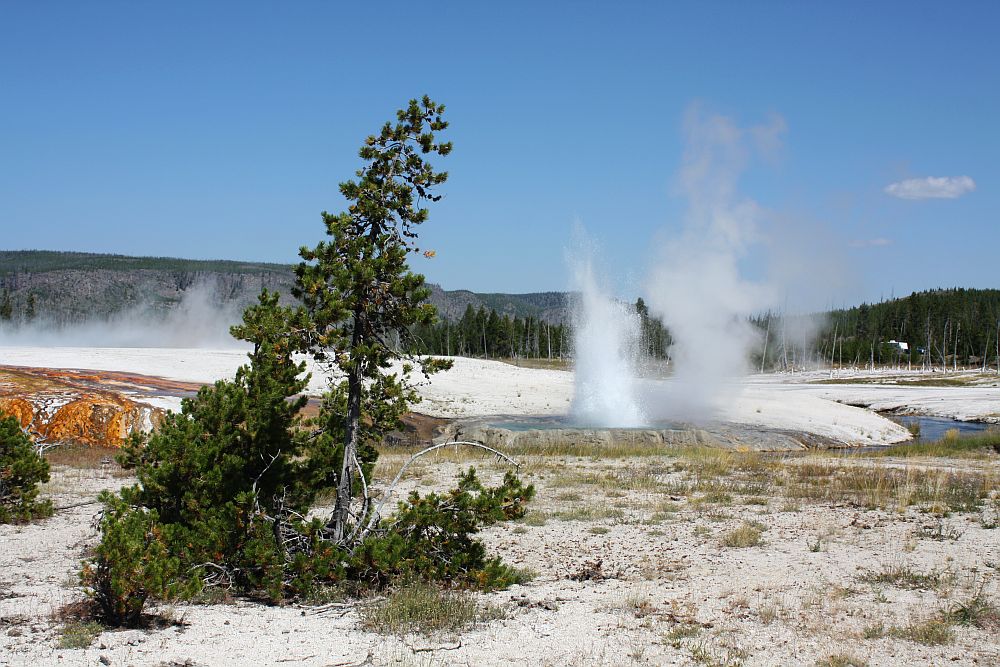 Cliff Geyser im Black Sand Basin...