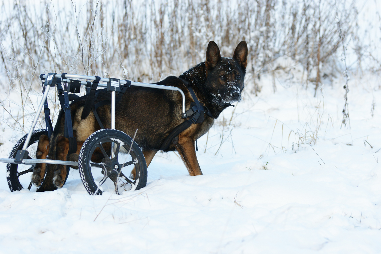 Cliff mit Rollwagen im Schnee