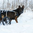 Cliff mit Rollwagen im Schnee