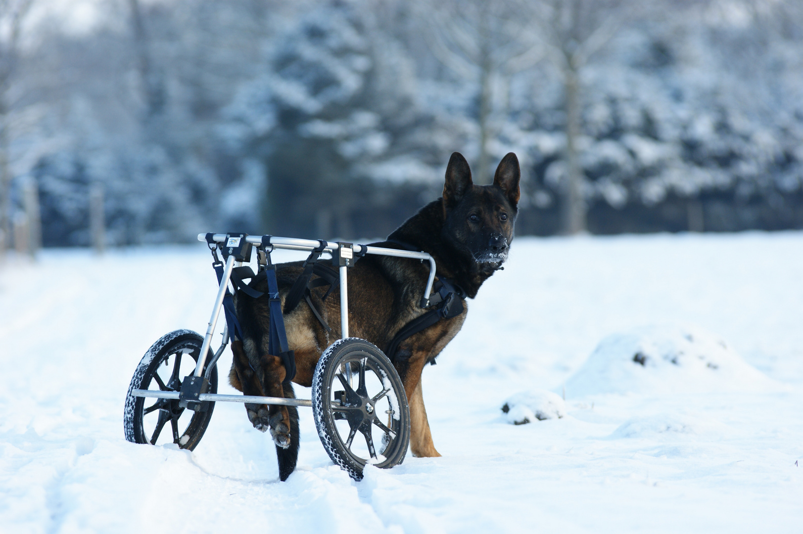 Cliff mit Rollwagen im Schnee 2