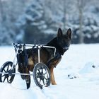 Cliff mit Rollwagen im Schnee 2