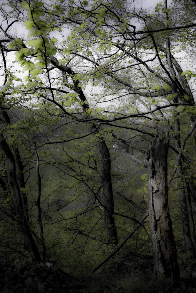 cliff trees