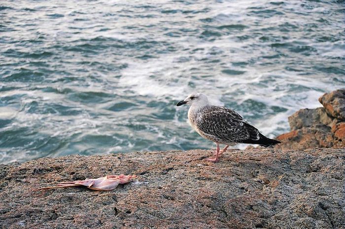 Cliff Walk - Early Supper