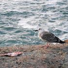 Cliff Walk - Early Supper