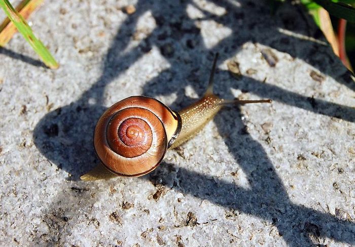 Cliff Walk Snail