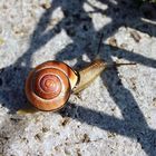 Cliff Walk Snail