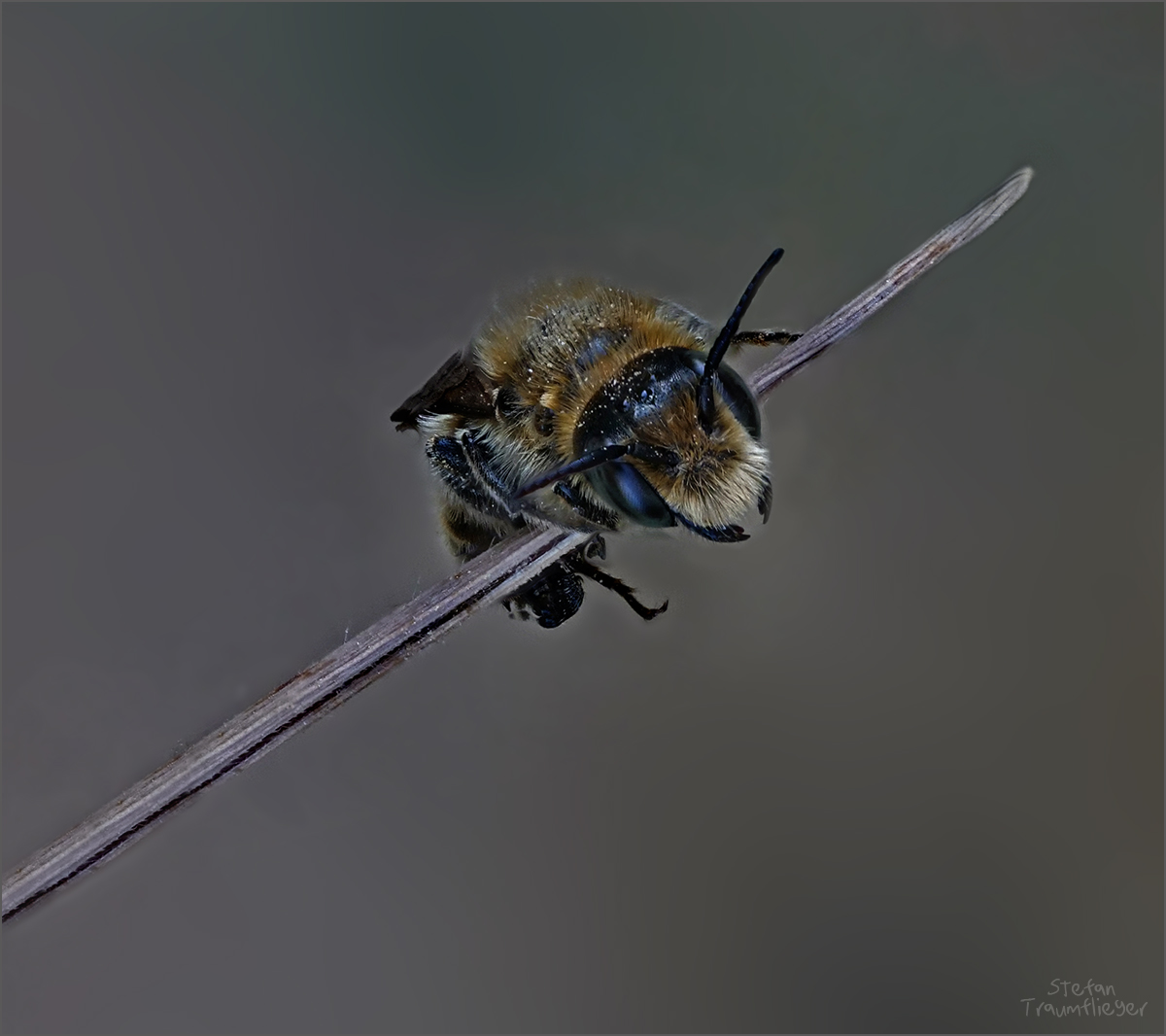 Cliffhanger Foto & Bild tiere, wildlife, insekten Bilder auf