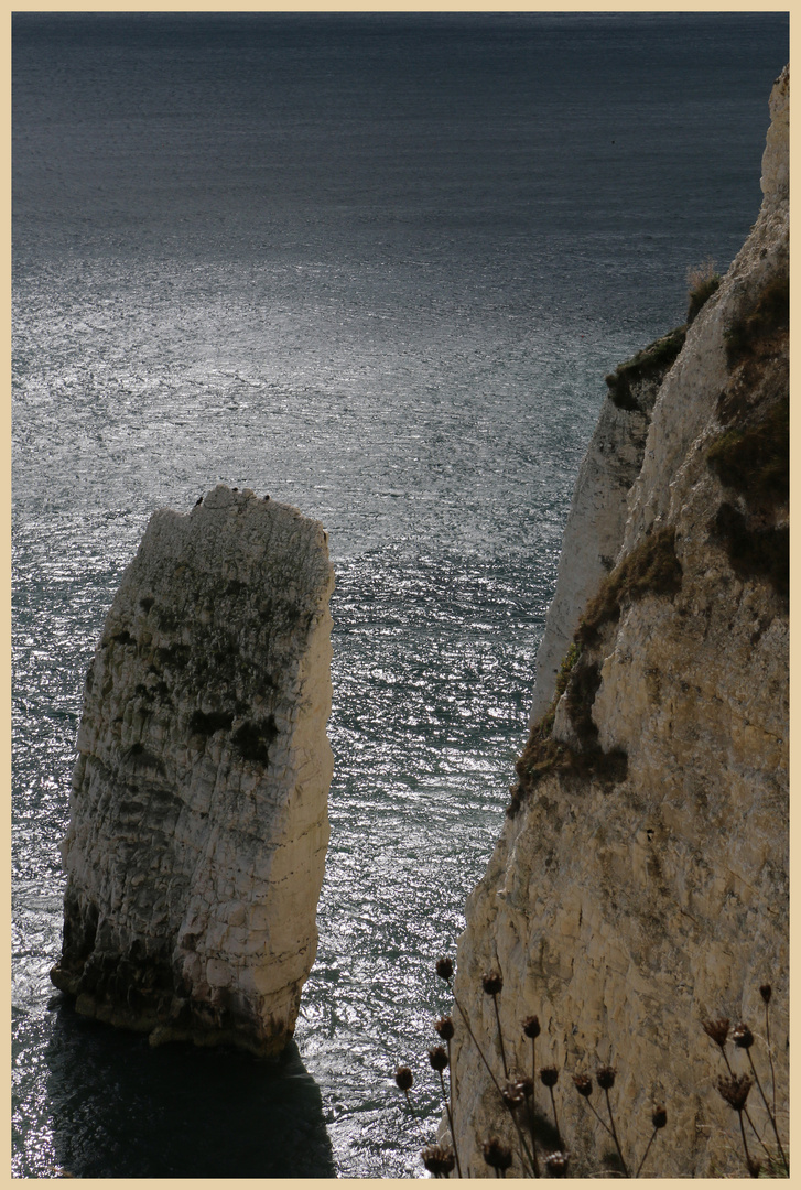 cliffs near handfast point Dorset