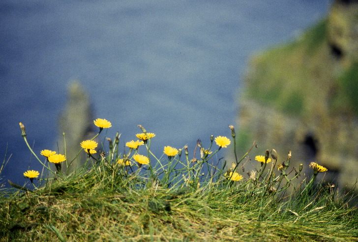 Cliffs of Moher III