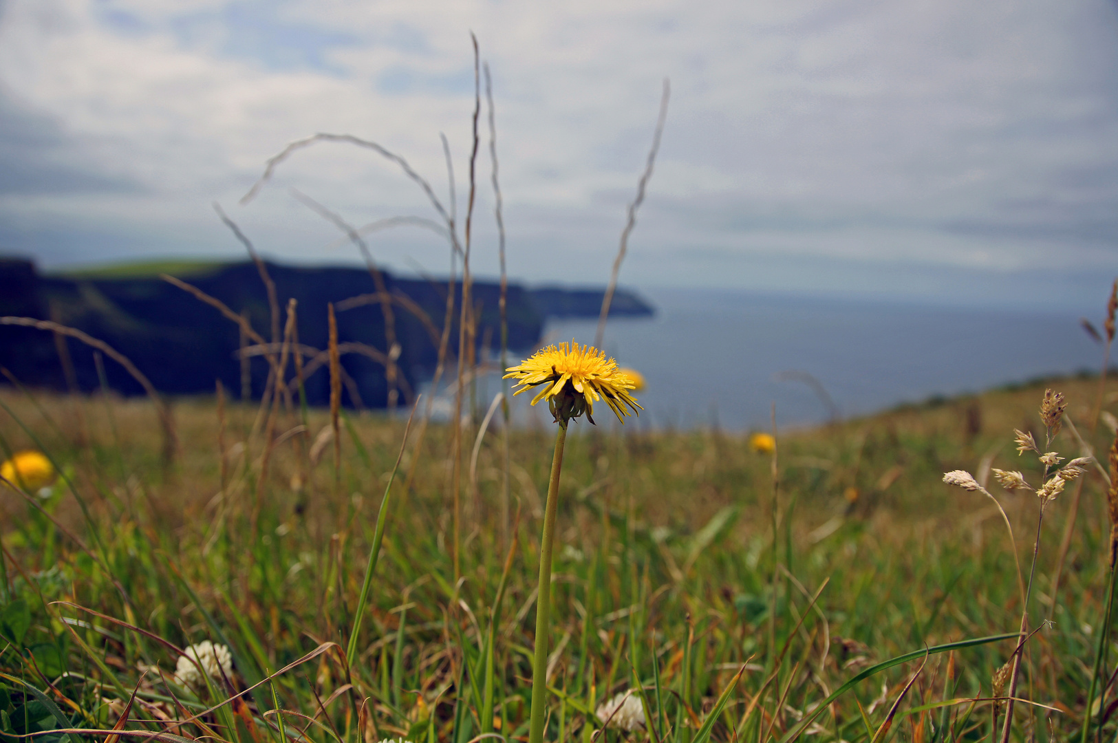 Cliffs of Moher mit Butterblume