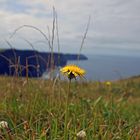 Cliffs of Moher mit Butterblume