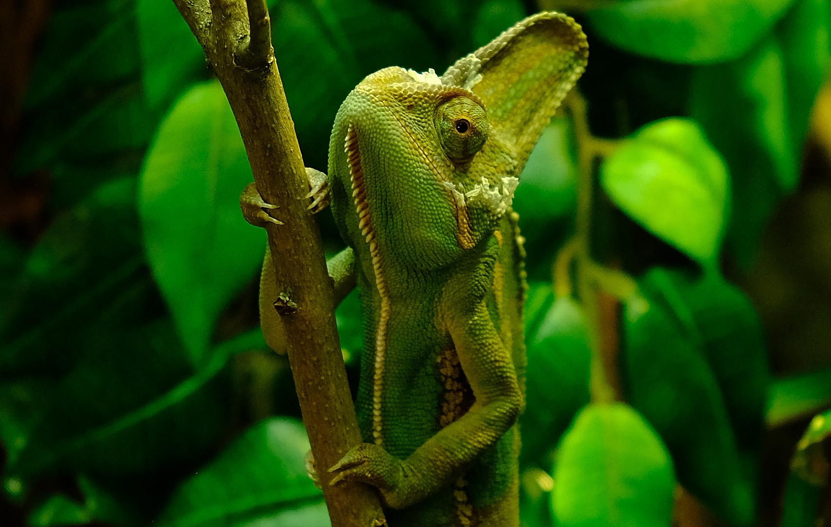 Cliff´s Portrait Foto