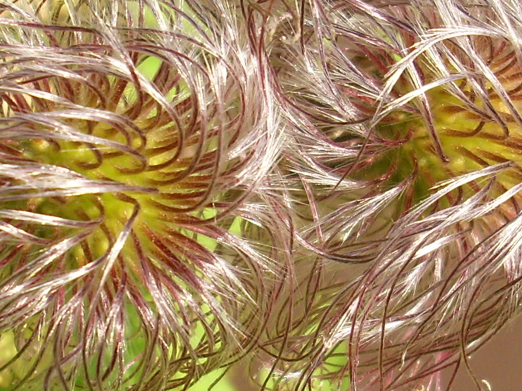 Climatis