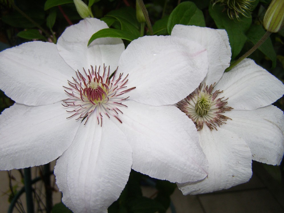 Climatis im Garten entdeckt und für toll befunden