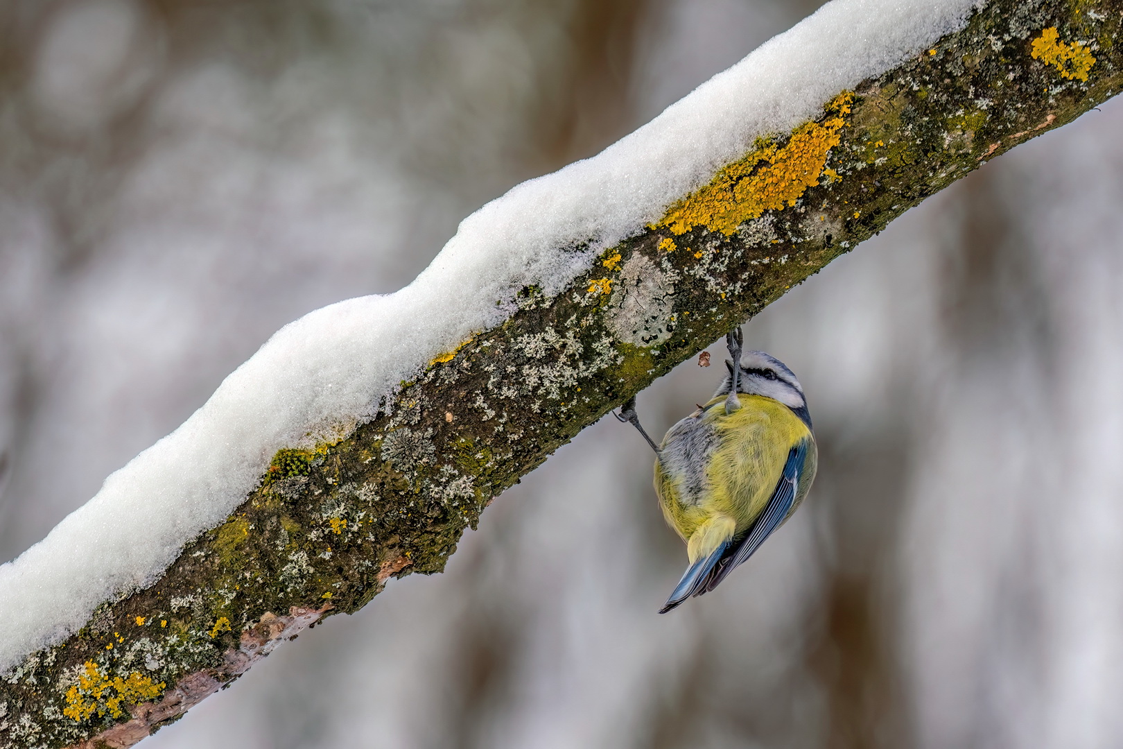 Climber