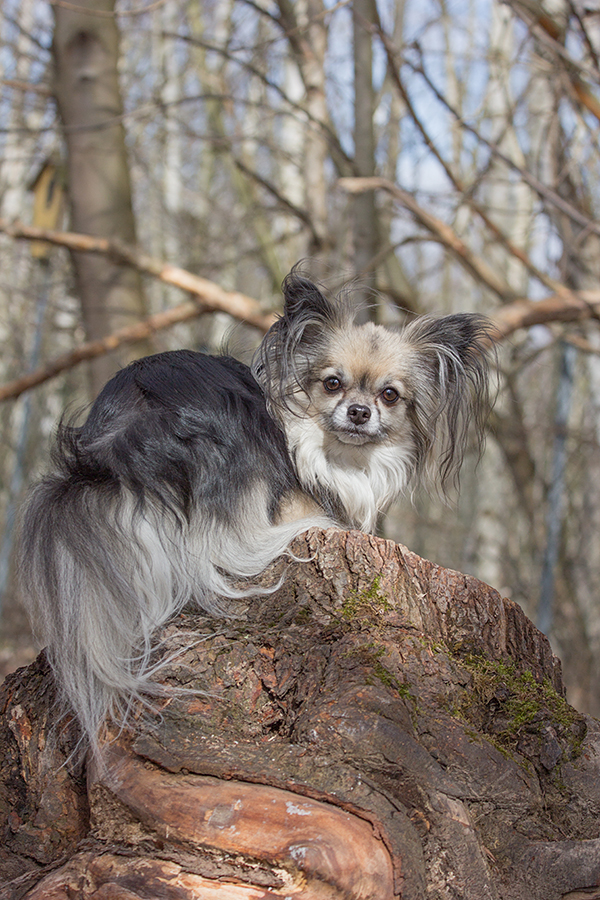 Climber