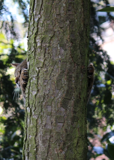 Climber