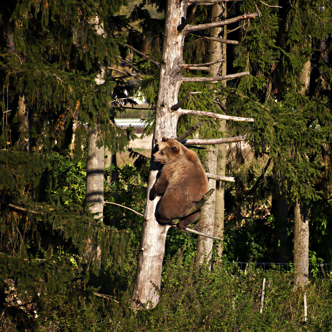 climbing bear