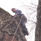 climbing big oak