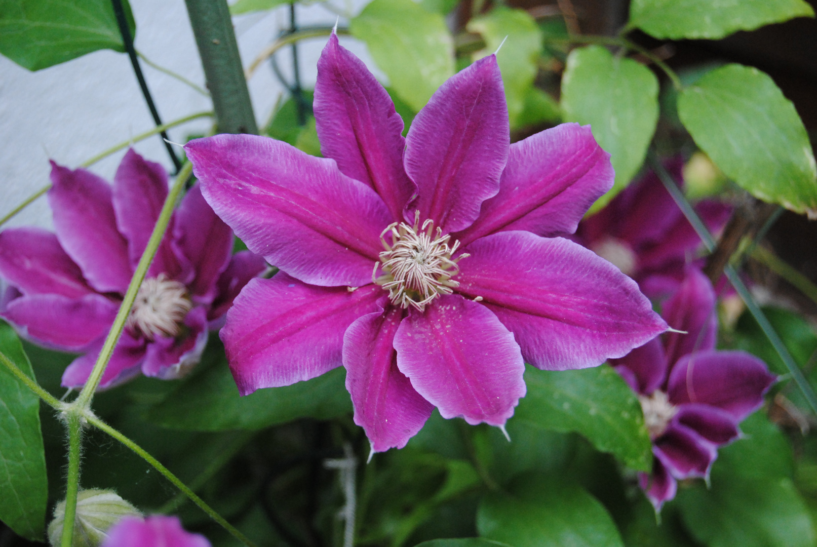 climbing clematis