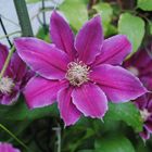 climbing clematis