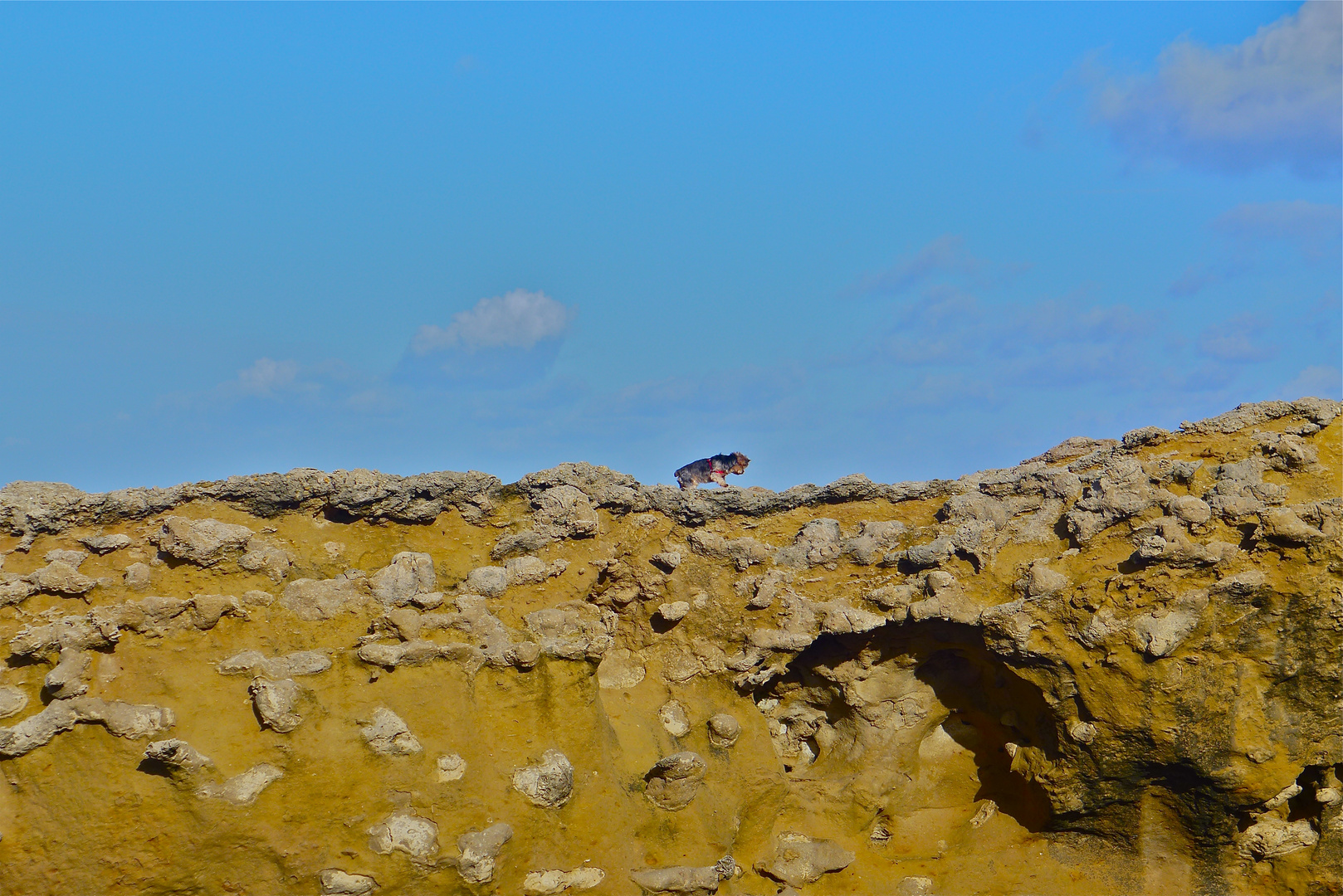 Climbing dog, cote basque