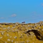 Climbing dog, cote basque