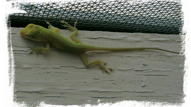 climbing for food...a baby lizard