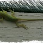 climbing for food...a baby lizard