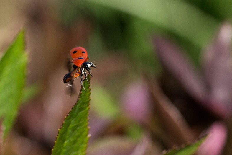 Climbing IV