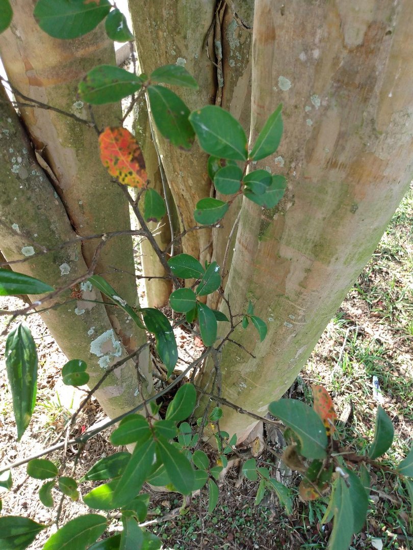 Climbing Leaves