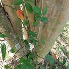 Climbing Leaves