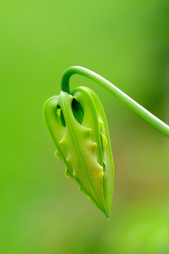 Climbing Lily ... Lys Béguin --- Ruhmeskrone