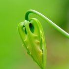 Climbing Lily ... Lys Béguin --- Ruhmeskrone