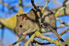 Climbing rat