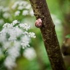 Climbing snail