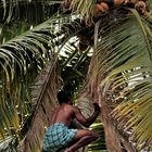 Climbing the Coconut tree!