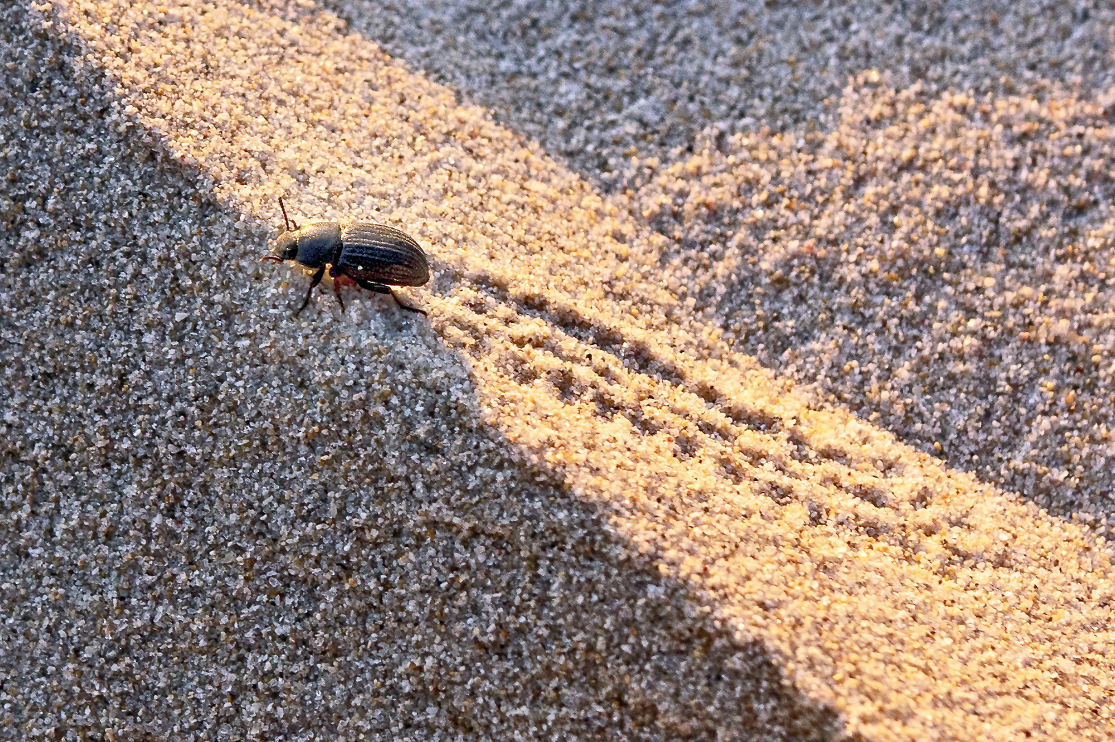 Climbing the dunes....