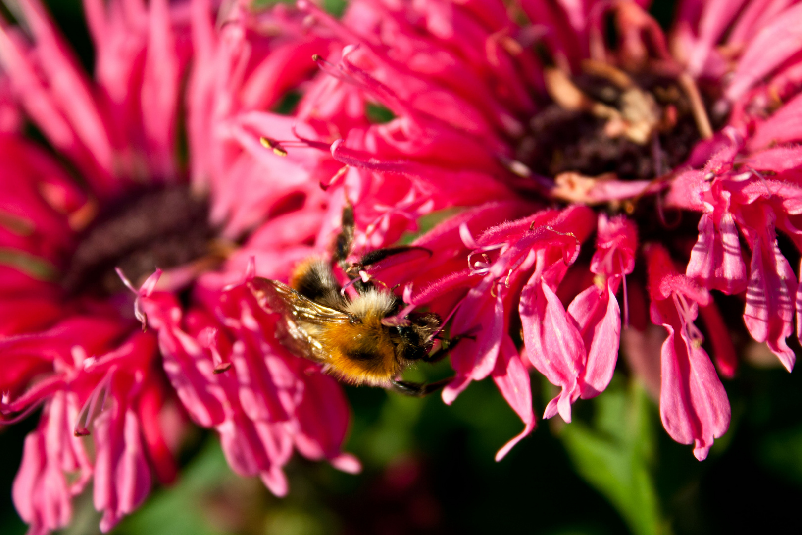 climbing up a flower