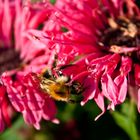 climbing up a flower