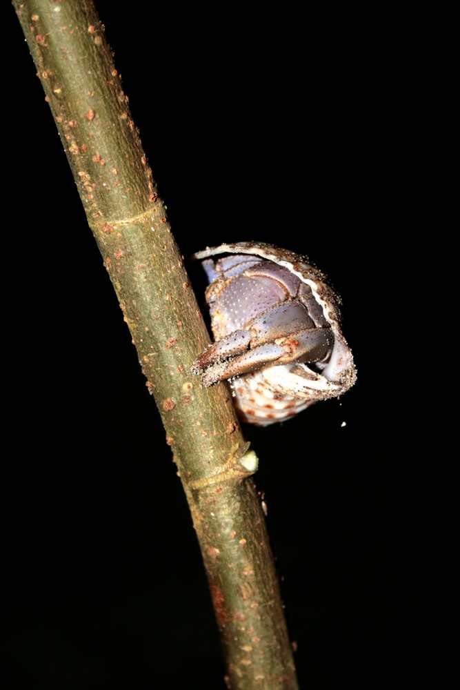 Climbing Up the Tree...