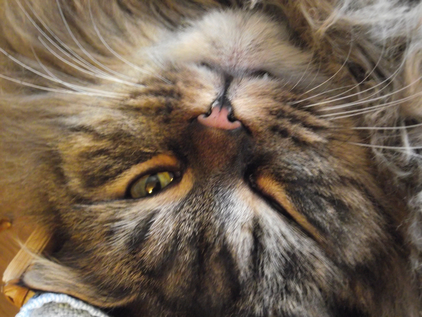 Clin D Oeil Photo Et Image Animaux Animaux Domestiques Chats Images Fotocommunity