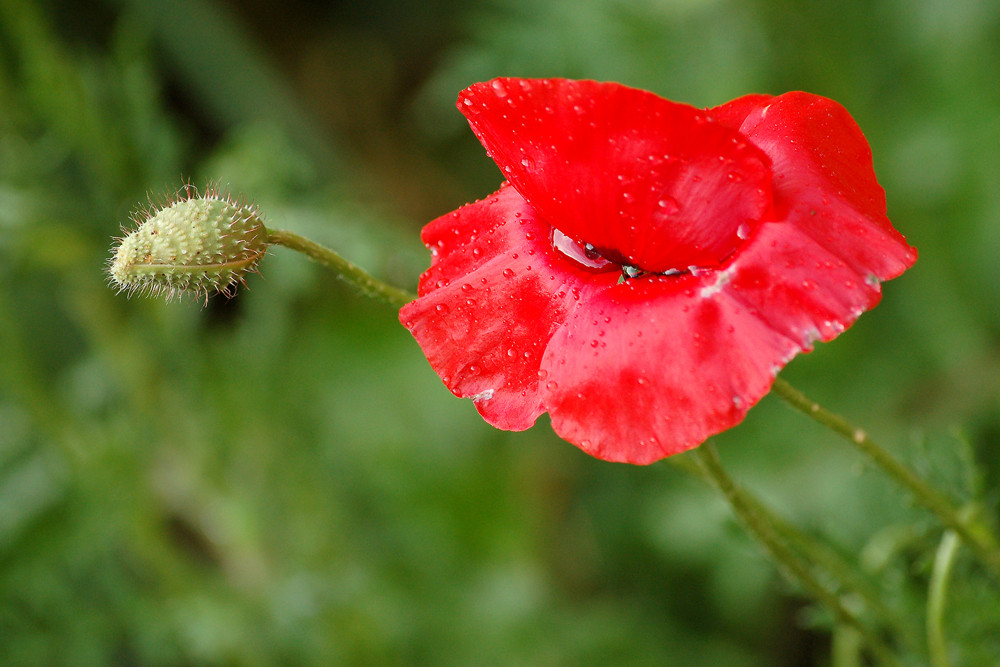 Clin d'oeil de coquelicot