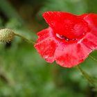 Clin d'oeil de coquelicot