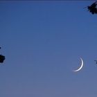 Clin d’oeil de la lune à l’heure bleue